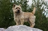 CAIRN TERRIER 450